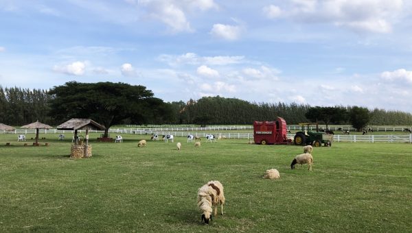 5 Reasons Why Khao Yai is the Next Must-Visit Destination in Thailand Khao Yai National Park